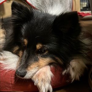 Meet your Posher, Earl